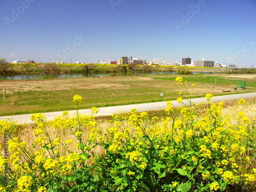 菜の花咲く江戸川土手から見る河川敷風景