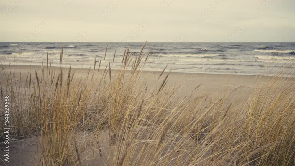 Yellow dry grass sways in gusts of wind Yellow dry grass sways in gusts of wind
