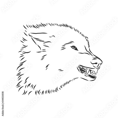Картината върху платно angry snarling wolf, angry wolf growls, wolf head, vector sketch illustration