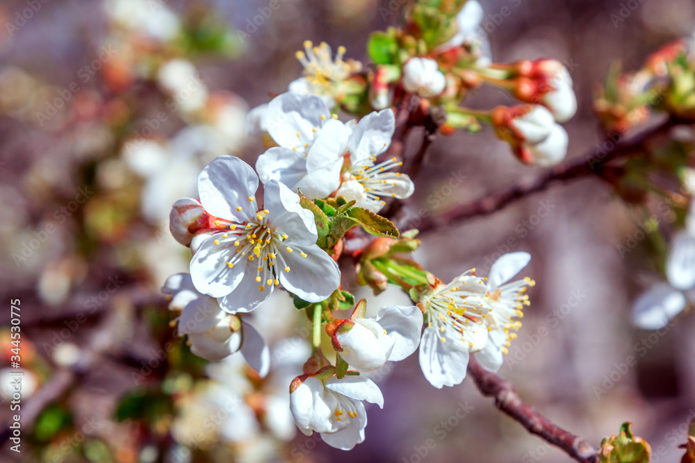 Beautiful blooming apricot tree branches with white flowers growing in a garden. Spring nature background. Beautiful blooming apricot tree branches with white flowers growing in a garden. Spring nature background.
