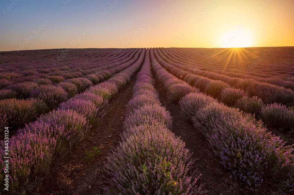 Amazing view with beautiful lavender field and sun hiding behind the horizon at sunset Amazing view with beautiful lavender field and sun hiding behind the horizon at sunset