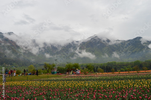 tulips in the mountains