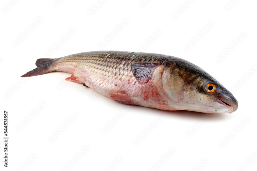 Pelengas (So-iny mullet) Pelengas (So-iny mullet)