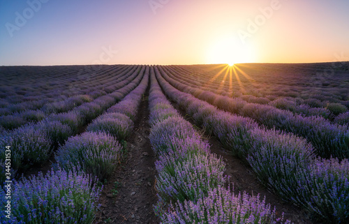 Amazing view with beautiful lavender field and sun hiding behind the horizon at sunset