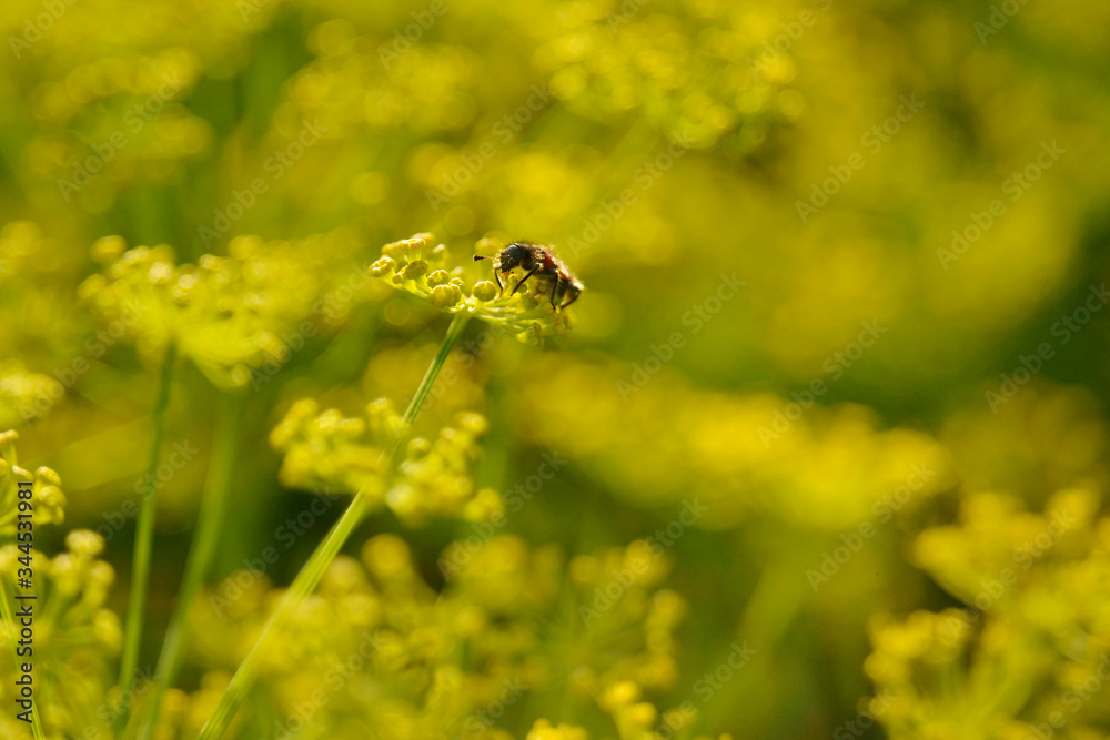 Bug on a flower on a yellow blurred background with bokeh Bug on a flower on a yellow blurred background with bokeh
