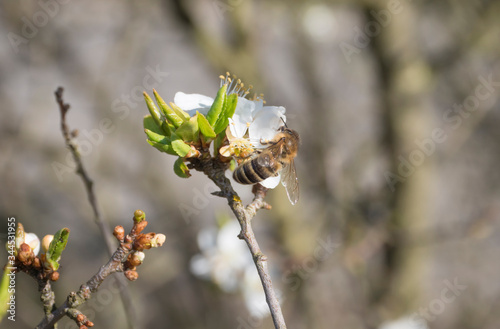 close up beautiful macro blooming white apple blossom with flying bee gathering pollen. buds flower twing with leaves, selective focus, natural bokeh green background, copy space photo