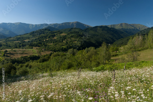 Mountain landscape with blue sky and flowering field flowers. © Vasil