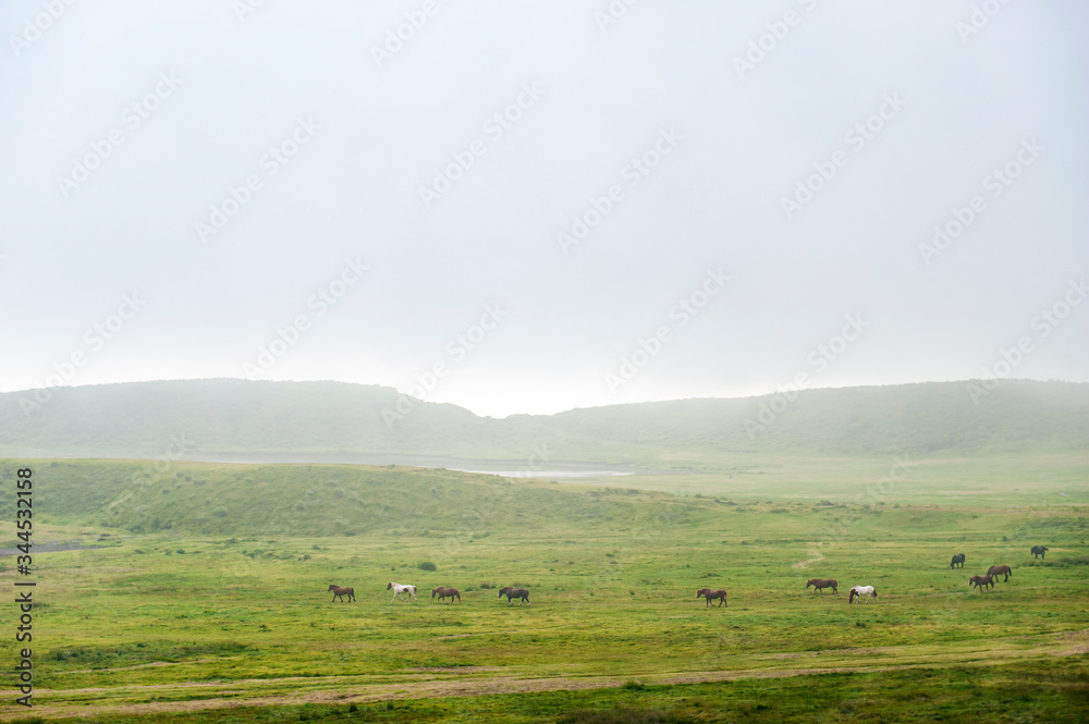 Landscape with fog and horses