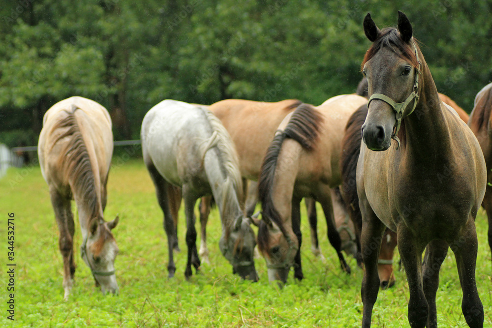 Horses in rain, Podlasie, Poland