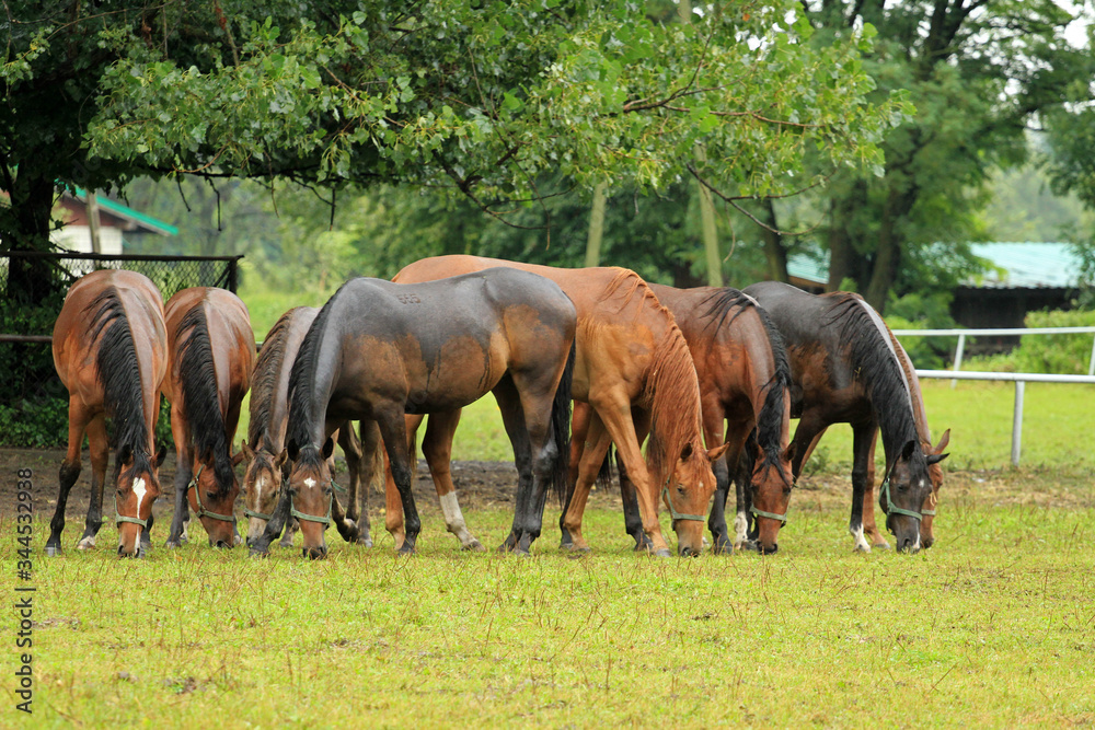 Horses in rain, Podlasie, Poland