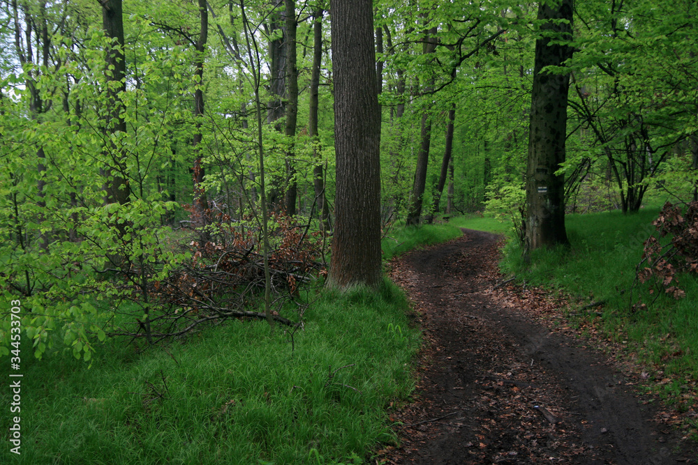 Spring in Las Wolski, Wolski Forest, park in Cracow, Poland Spring in Las Wolski, Wolski Forest, park in Cracow, Poland