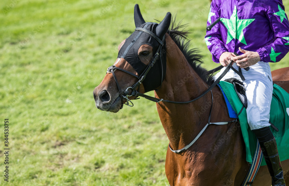 Fototapeta premium Race horse on the race track