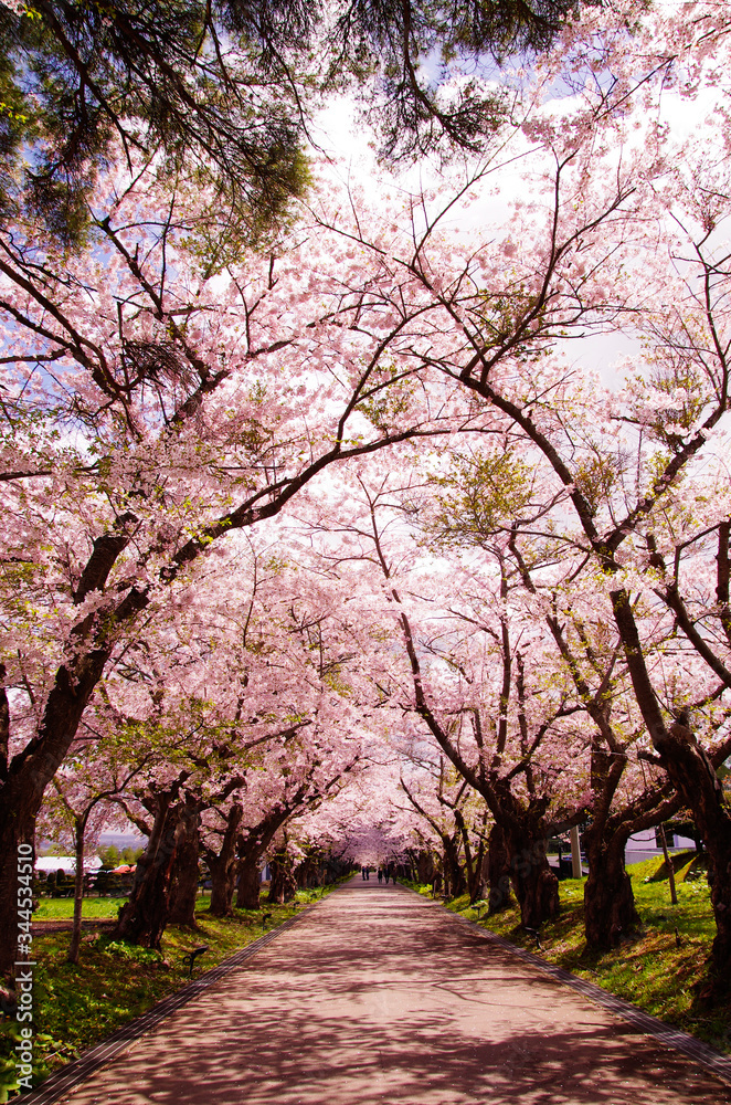 桜並木