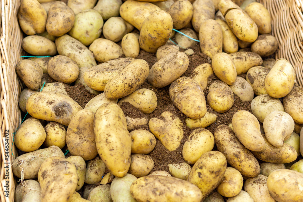 fresh crop of potatoes. Lots of fresh organic potatoes in the field. potato background, selective focus fresh crop of potatoes. Lots of fresh organic potatoes in the field. potato background, selective focus