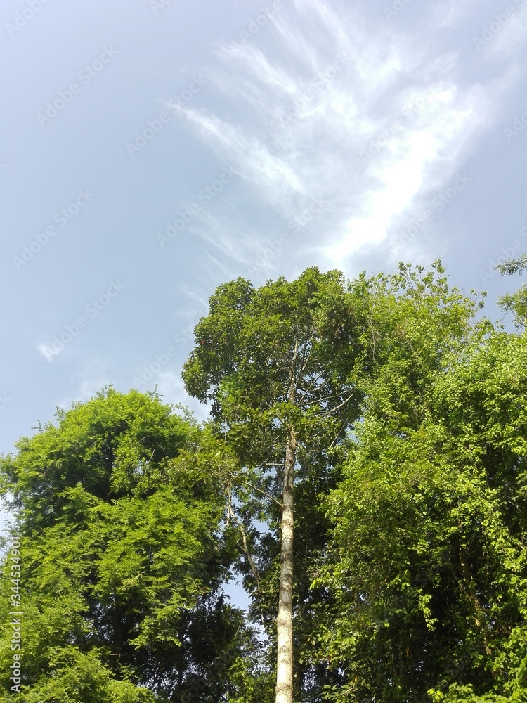trees and blue sky