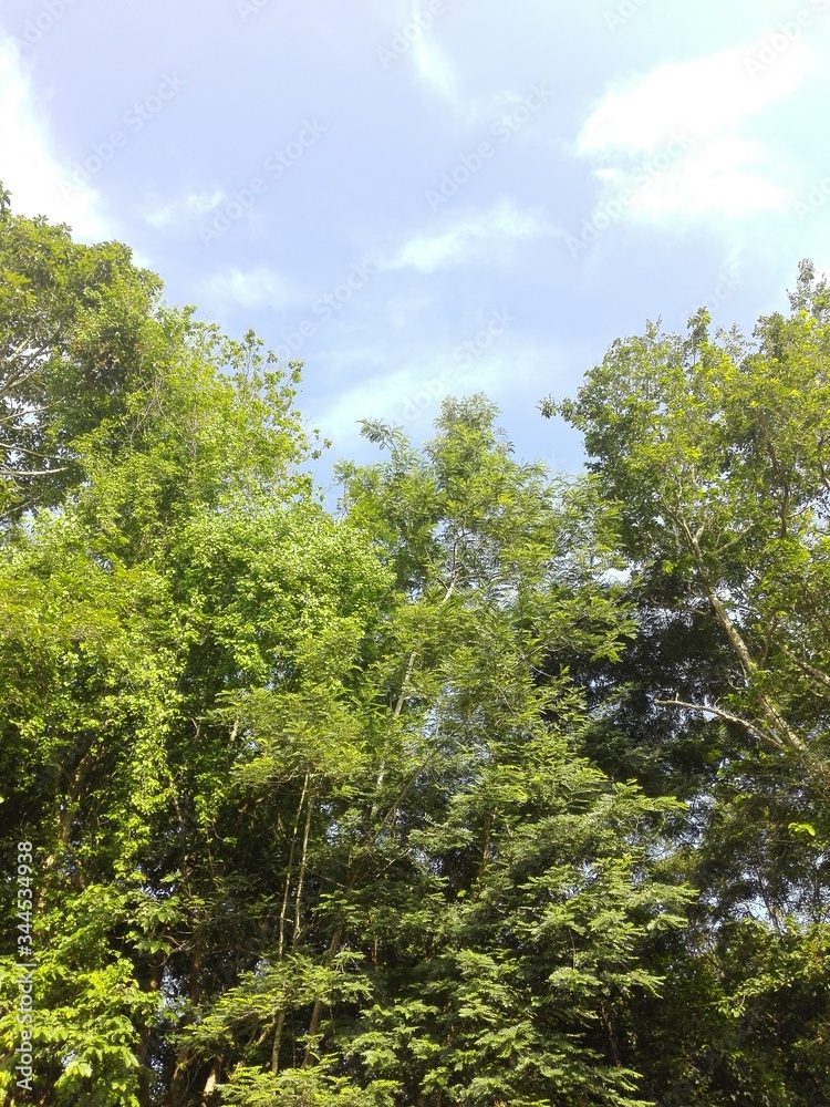 green forest in the morning