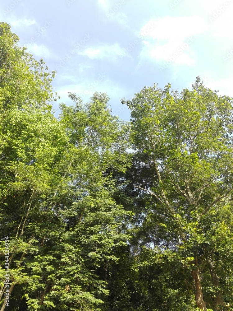 Fototapeta premium trees in the woods