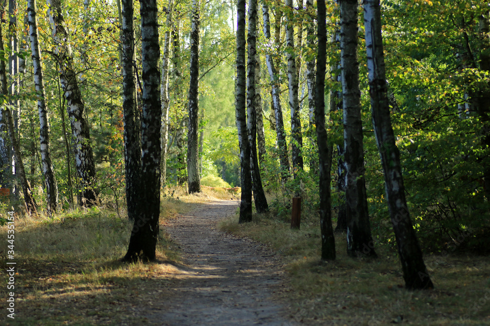 Fototapeta premium Autumn in Las Lagiewnicki in Lagiewniki, POland