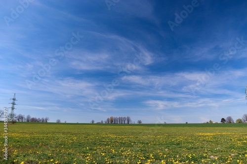 Spring landscape with a field full of blooming dandelions, blue sky with clouds and trees on the horizon