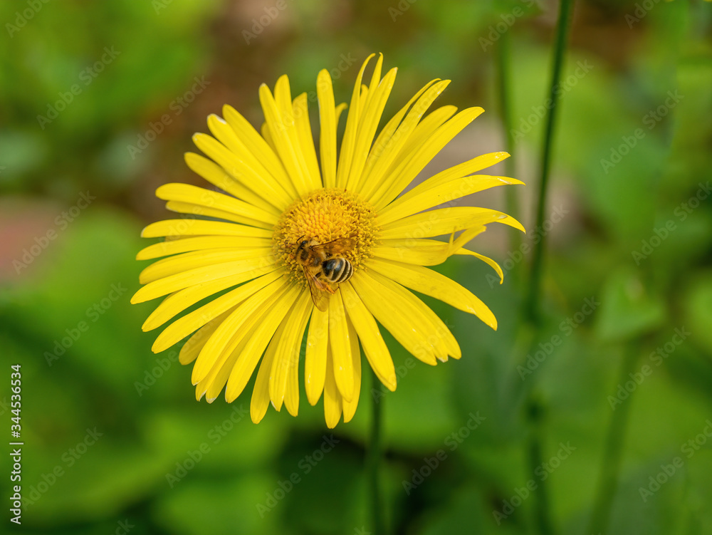Bright yellow flowers of Doronicum orientale or leopards bane. Bright yellow flowers of Doronicum orientale or leopards bane.