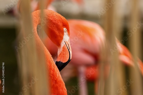 Portrait of a lone flamingo in the grass at the Ostrava zoo