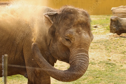 Portrait of an elephant in the glow of the sun, which throws a trunk on its back clay