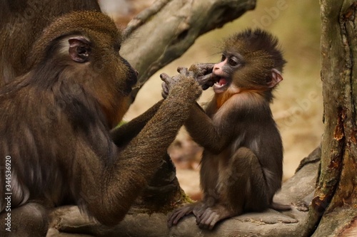 Playing mandrill cub with mother in Ostrava zoo