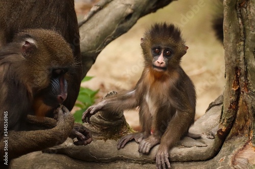 Portrait of playing baby mandrill with mother in ostrava zoo