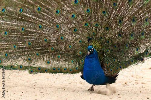 A beautiful colorful peacock running across the sandy ground in Zoo Ostrava