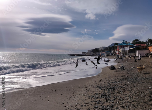 Fotografi the dog chases birds on the seashore, the sry is all in white cumulus
