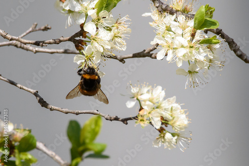 Selective focus photo. A bumblebee, Bombus flies close to blossom of plum tree. photo