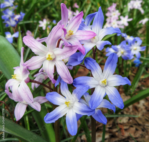 closeup of pink and purple glory-of-the-snow