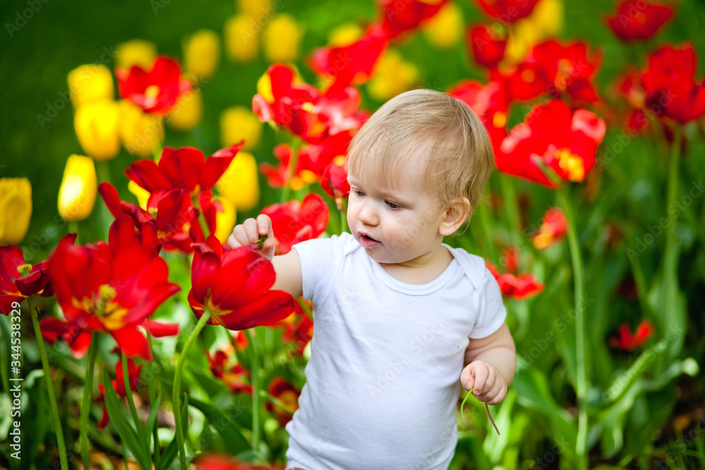 Little child walking near tulips on the flower bed in beautiful spring day