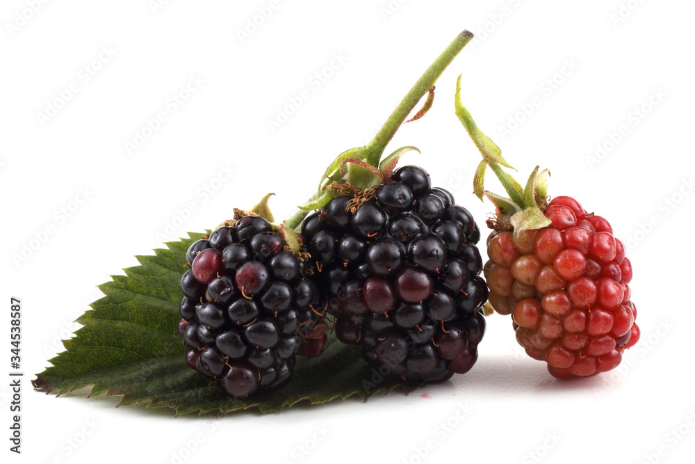 Blackberries and leaf Blackberries and leaf