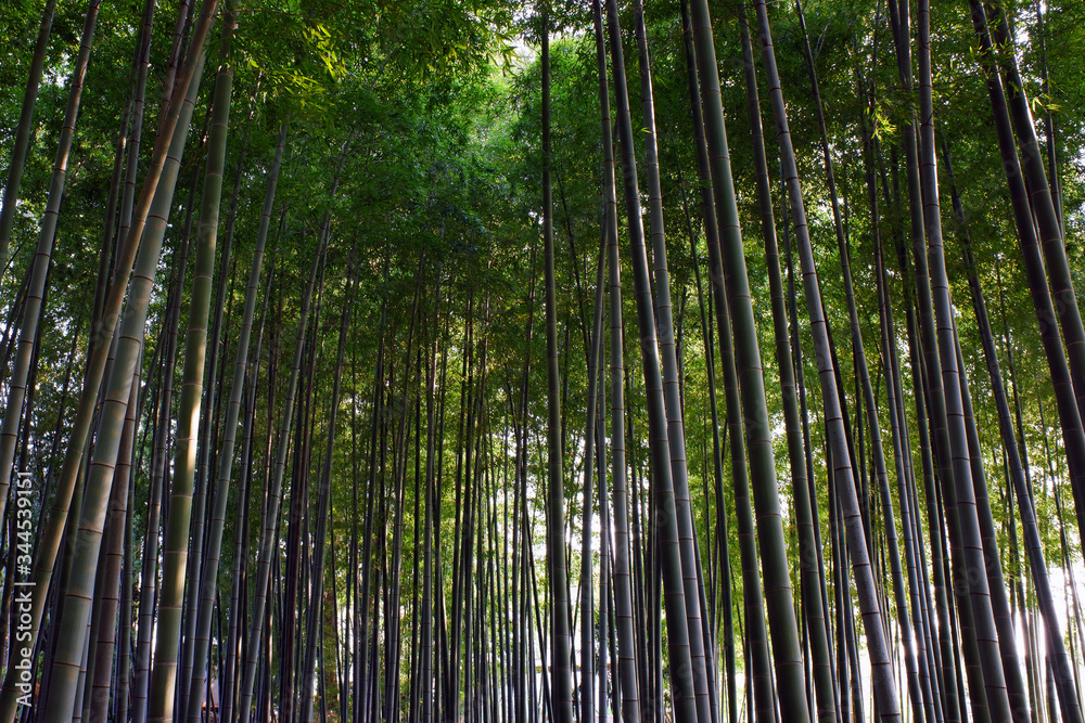 Fototapeta premium 竹林