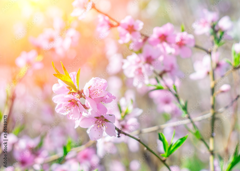 Fototapeta premium Peach trees with a flowering tree and solar flares. Sunny day. Spring flowers. Beautiful garden. Abstract blurred background. In spring