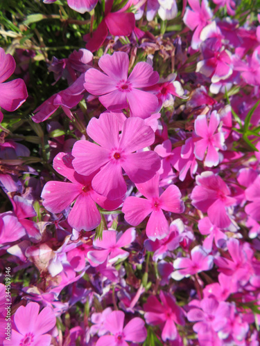 woodland pink  Dianthus sylvestris  flowers in the garden