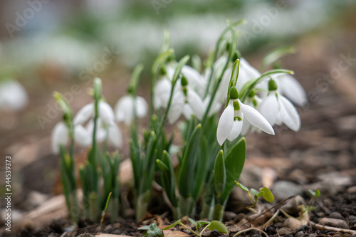 Galanthus, snowdrop flowers. Fresh spring snowdrop flowers. © popovj2
