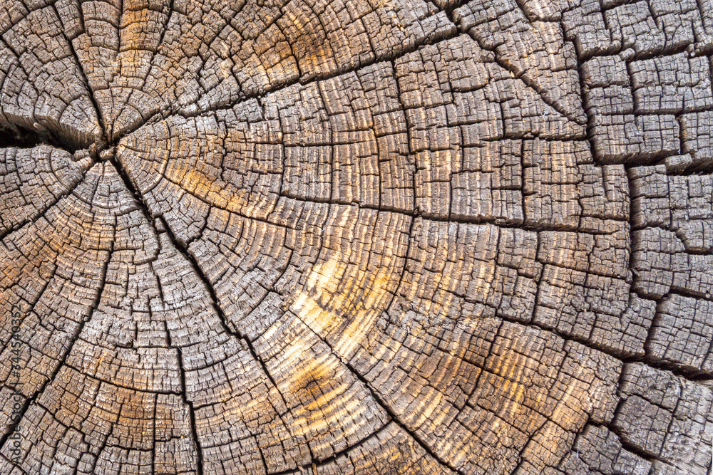 Old wooden oak tree cut surface. Detailed warm dark brown and orange tones of a felled tree trunk or stump. Rough organic texture of tree rings