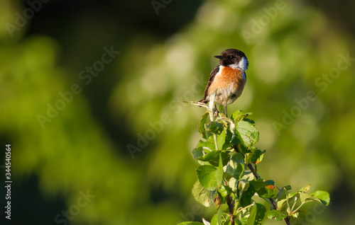 European Stonechat, Saxicola rubicola. In the early morning, a bird sits on top of a young tree