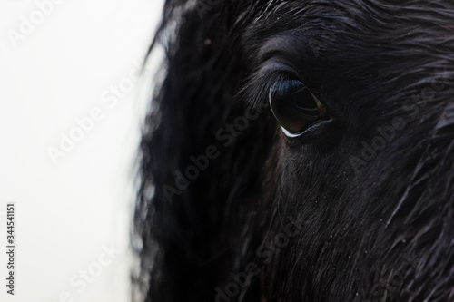 Beautiful close-up of a Welsh Mountain Pony eye in freezing fog