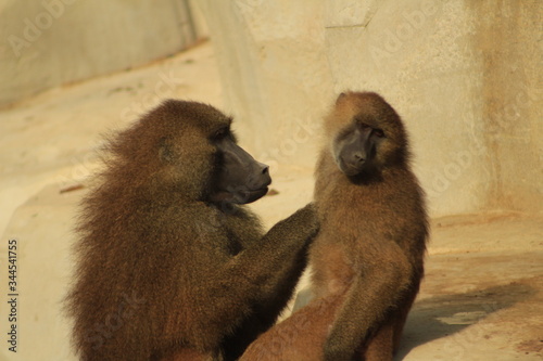 baboons