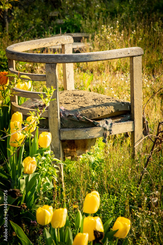 Tulipes et chaise abandonnée