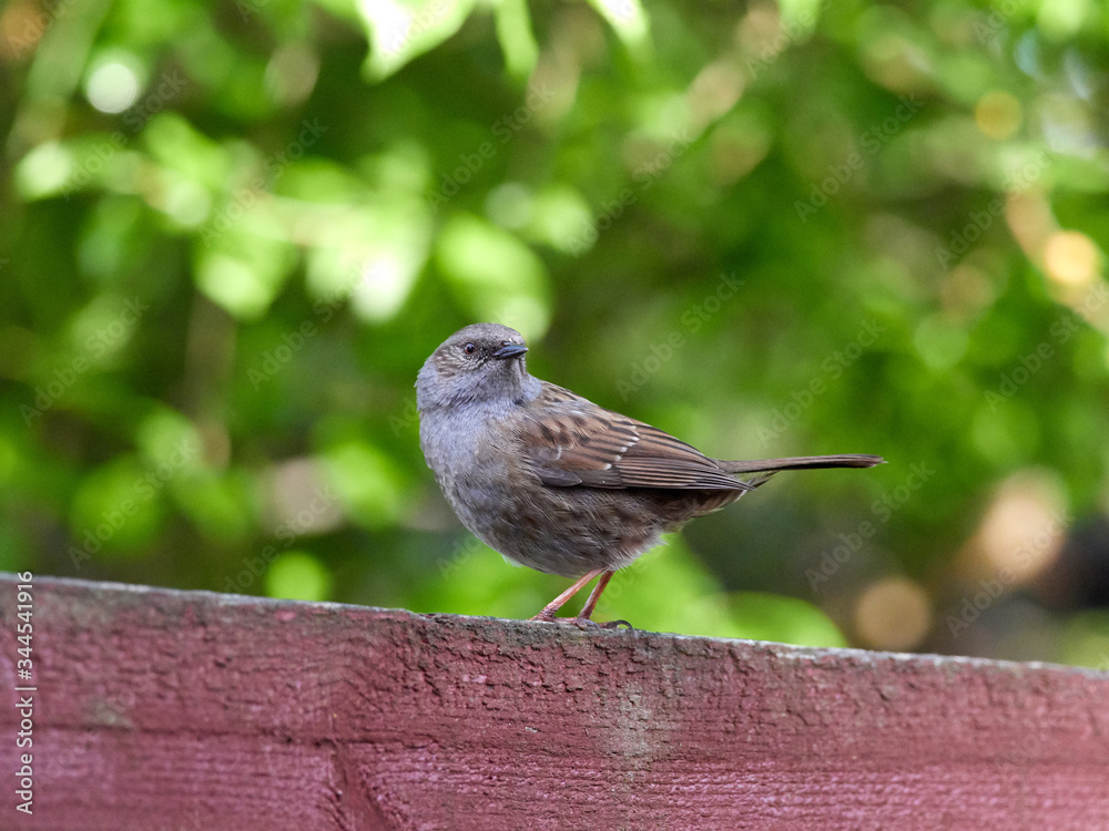 Fototapeta premium A Dunnock (Prunella modularis) perched on a garden fence in the early morning light.