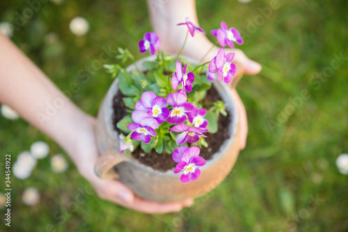 Hands holding flowerpot with Wild pansy or Heartsease (Viola tricolor).
