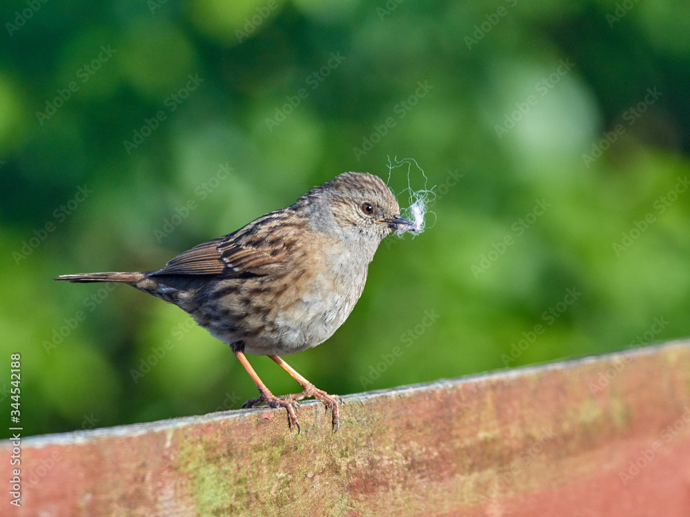 Fototapeta premium A Dunnock (Prunella modularis) perched on a garden fence with nesting material in its beak.