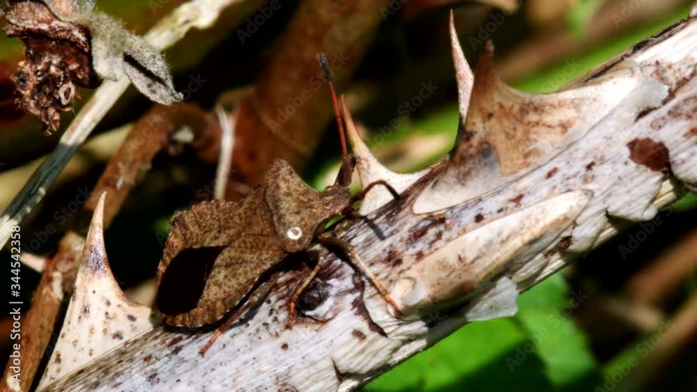 Dock Bug in his environment. His Latin name is Coreus marginatus. Dock Bug in his environment. His Latin name is Coreus marginatus.