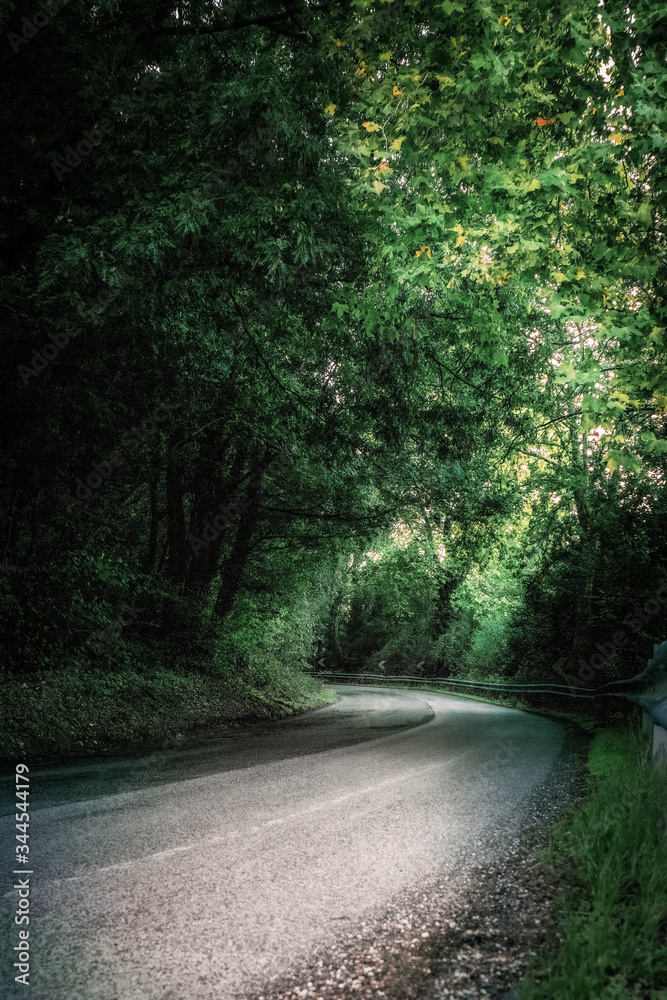 Road Through the Woods in Trevigniano