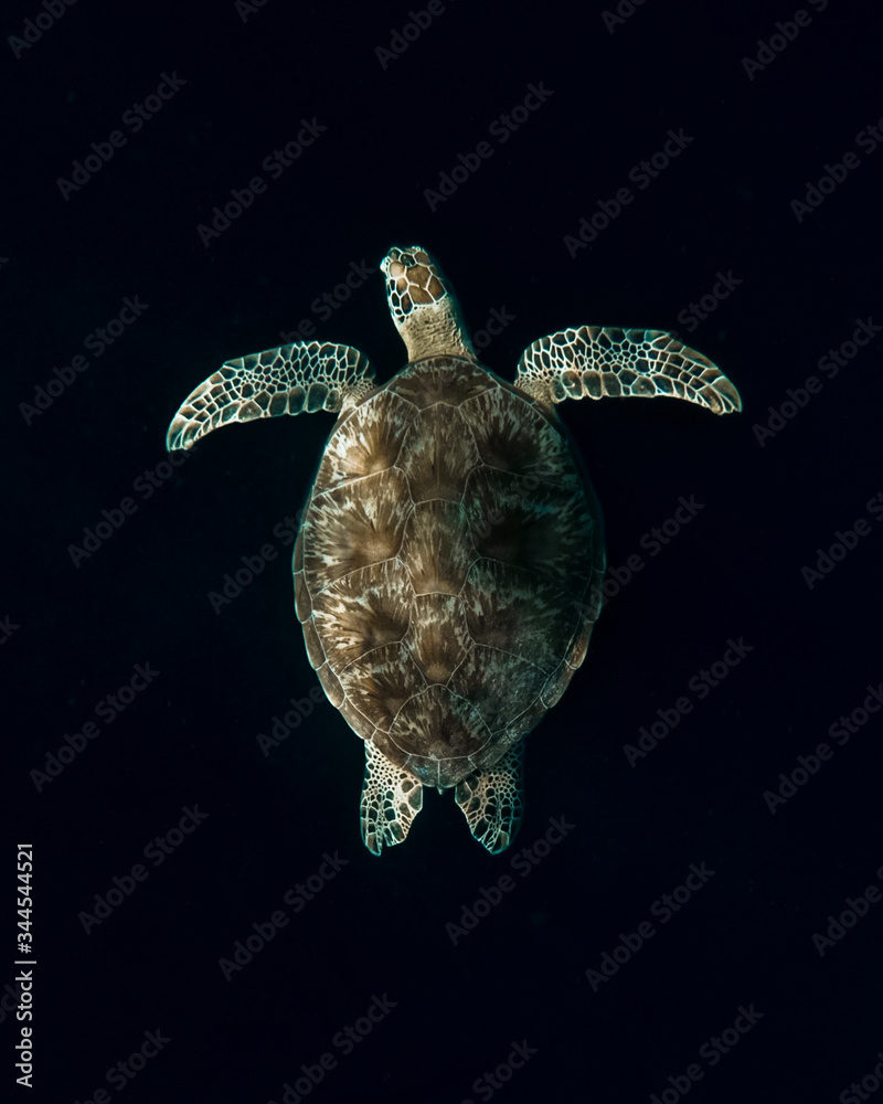 Obraz premium Tortuga en el fondo marino de indonesia