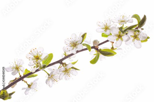 Flowering cherry branch